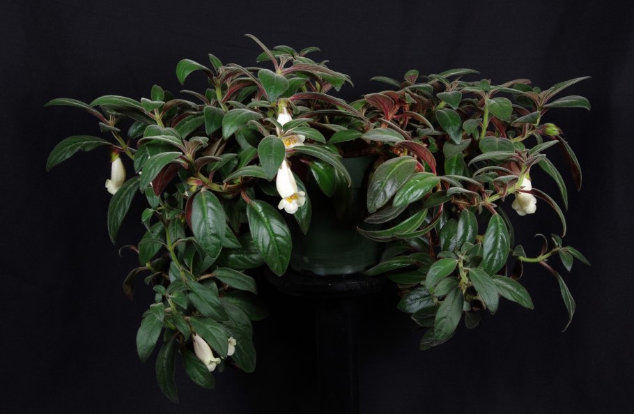 Нематантус Альбус