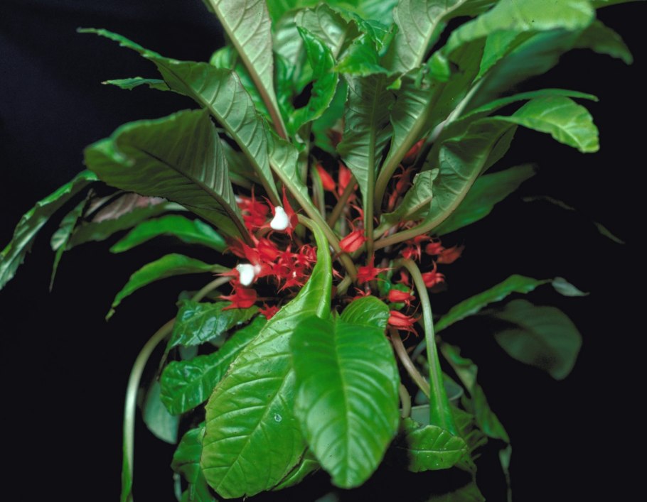 Paradrymonia Hypocyrta