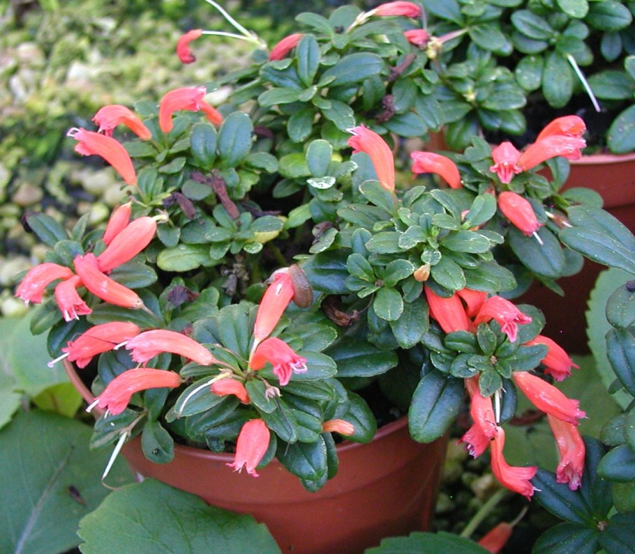 Aeschynanthus gracilius