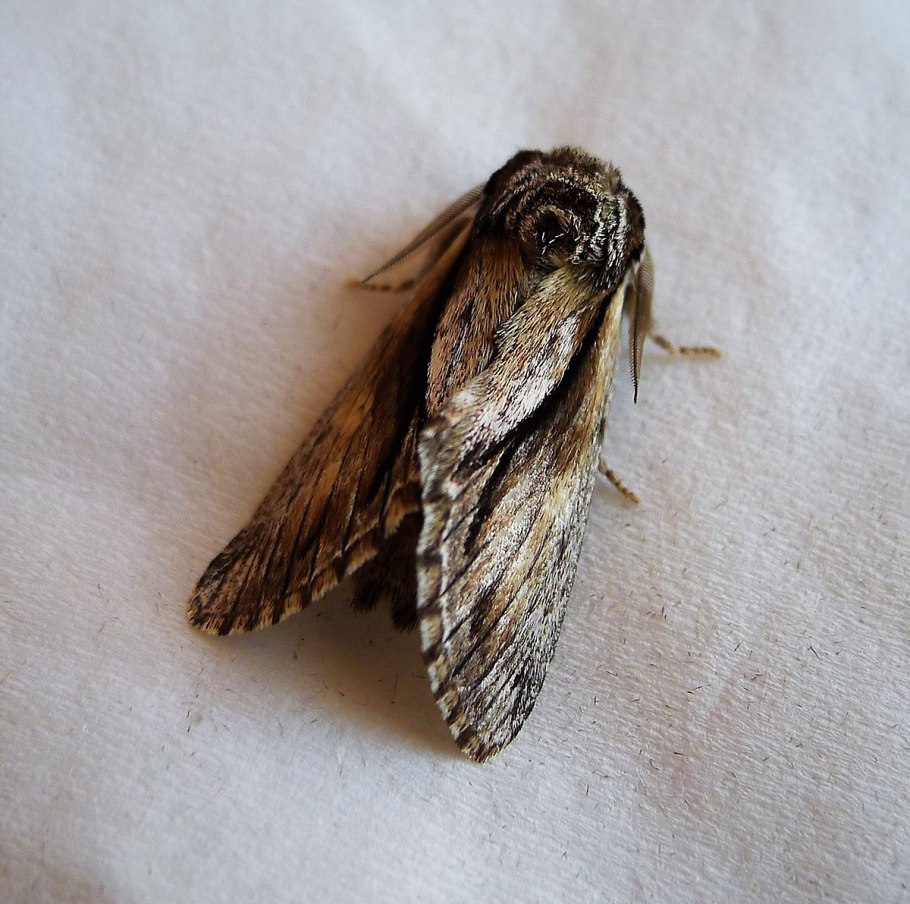 Верония Бухарская цветок