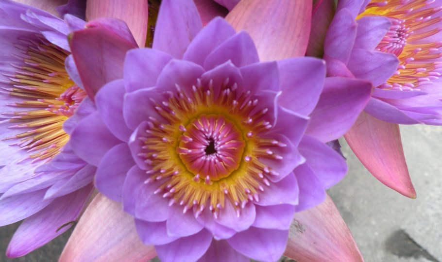 Орхидеи Orchid