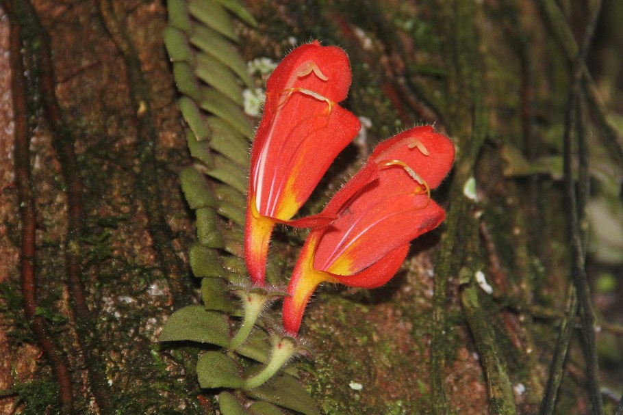 Rhytidophyllum tomentosum