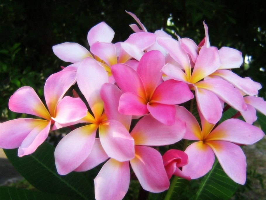 Яркие цветы