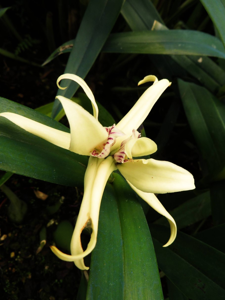 Фото цветов красивые