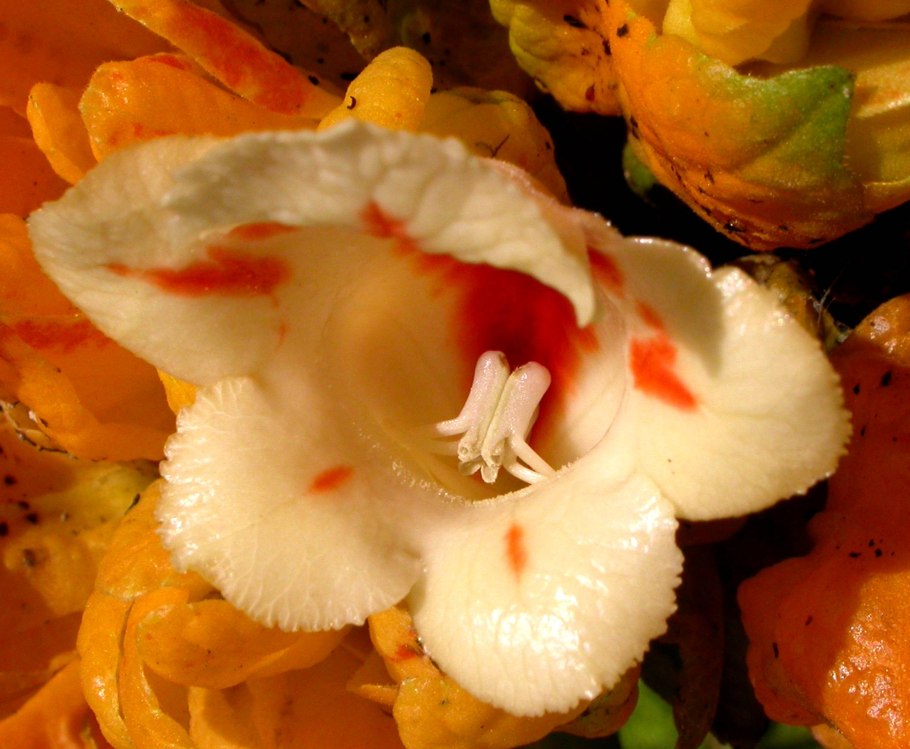 Paradrymonia campostyla