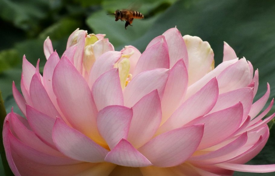 Наутилокаликс Линча