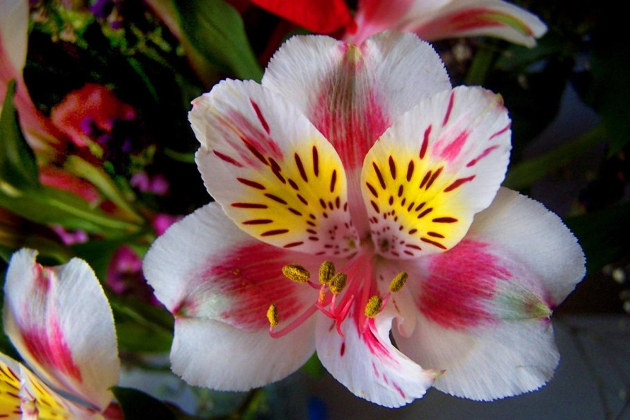 Китайский Лотос цветок