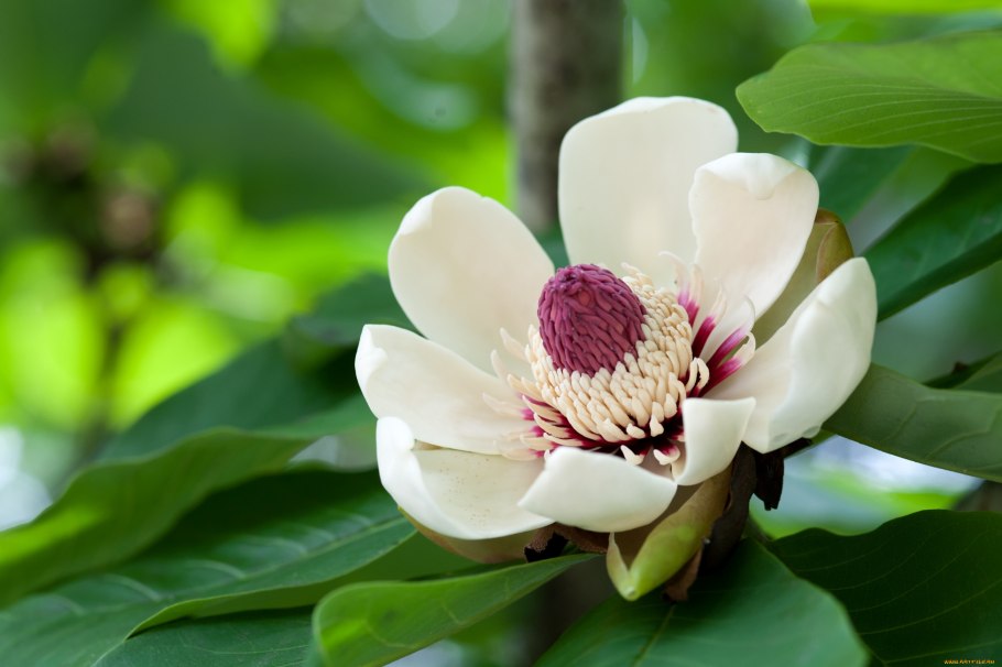 Фиолетовые цветы