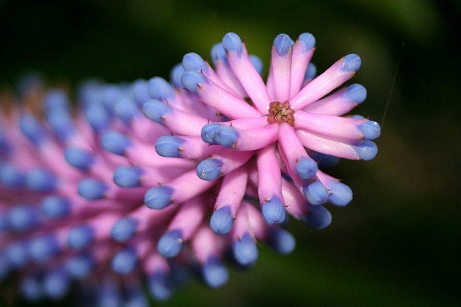 Лантана Gem Compact Pink Opal