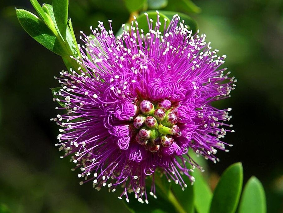 Розовый Лотус