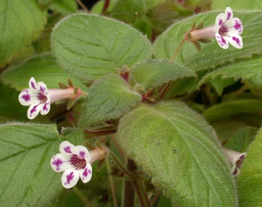 Колумнея Глориоза