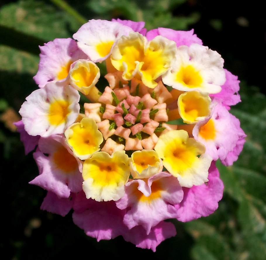 Голубой Нильский Лотос