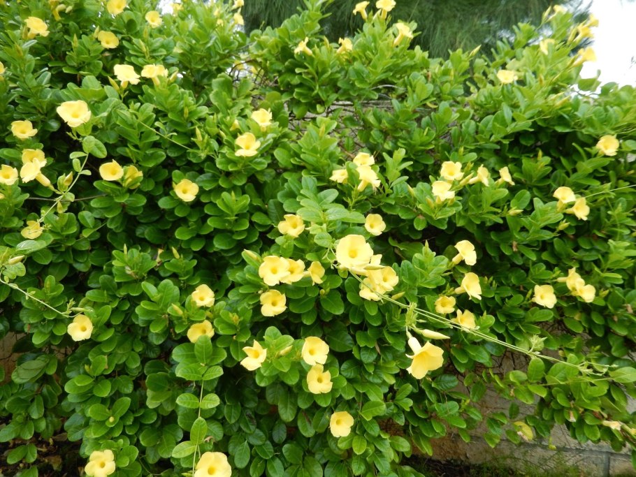 Солидаго цветок куст