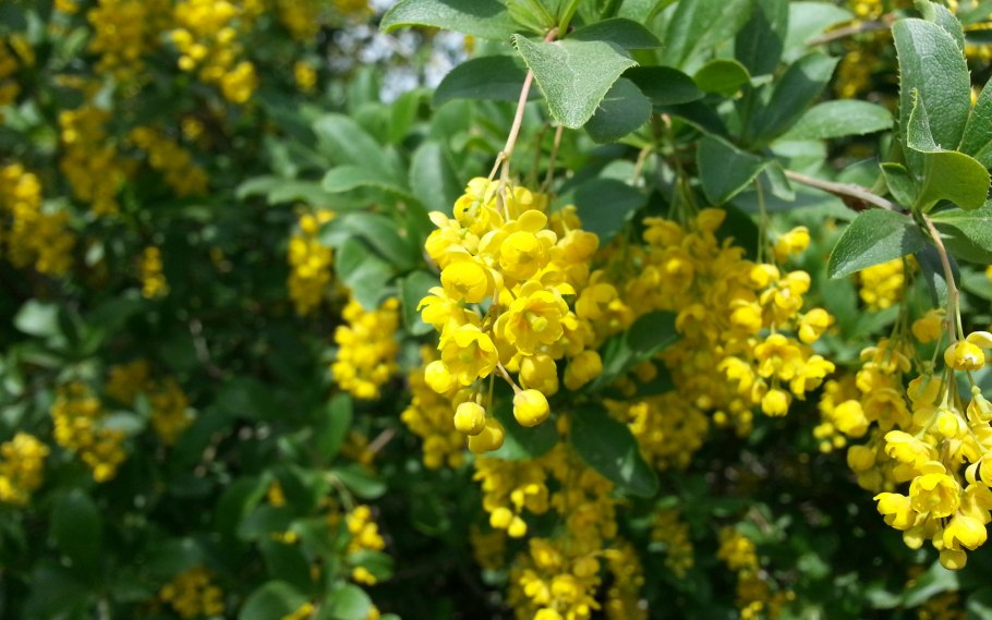 Таблетки в желтых капсулах