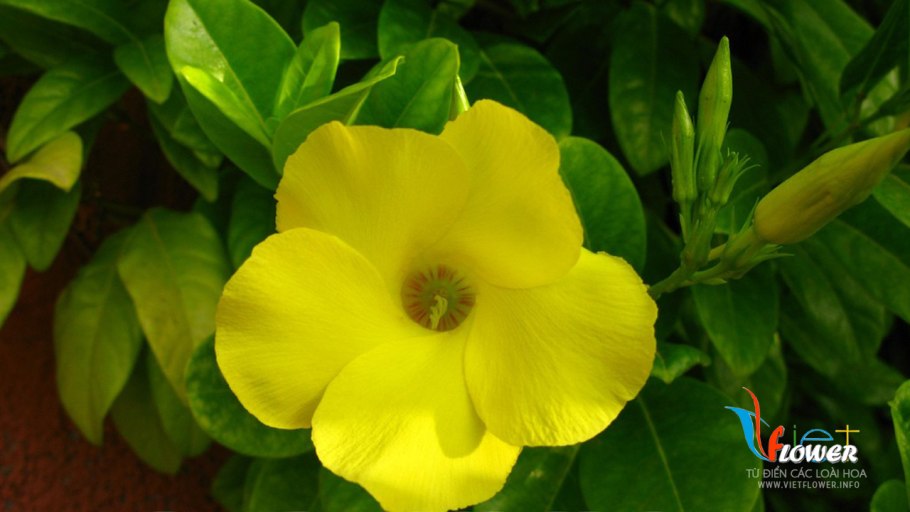 Алламанда махровая