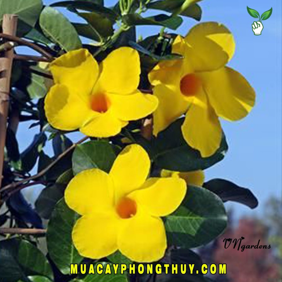 Алламанда в горшке