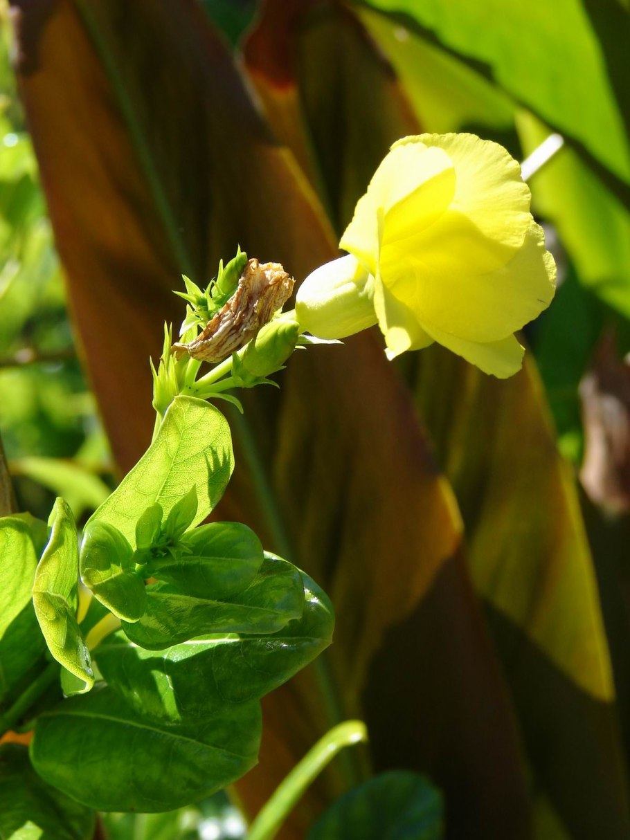 Мандевилла Лютея вариегатная