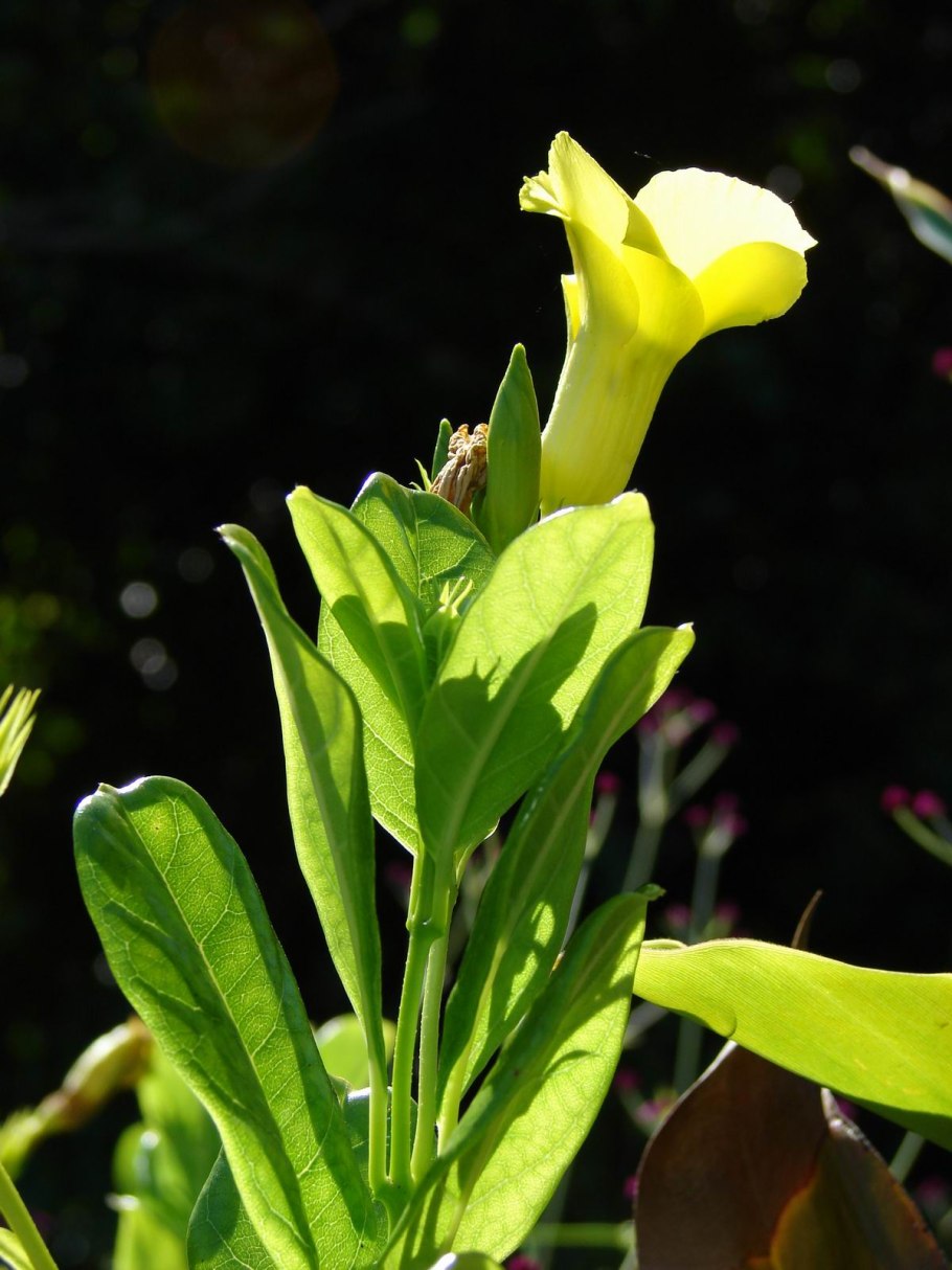 Лаура Ботани