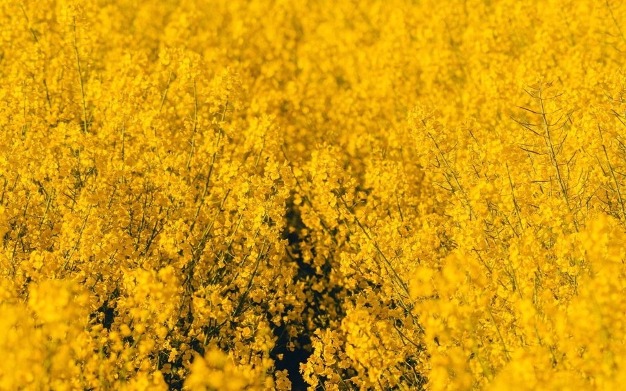 Е104 желтый хинолиновый формула