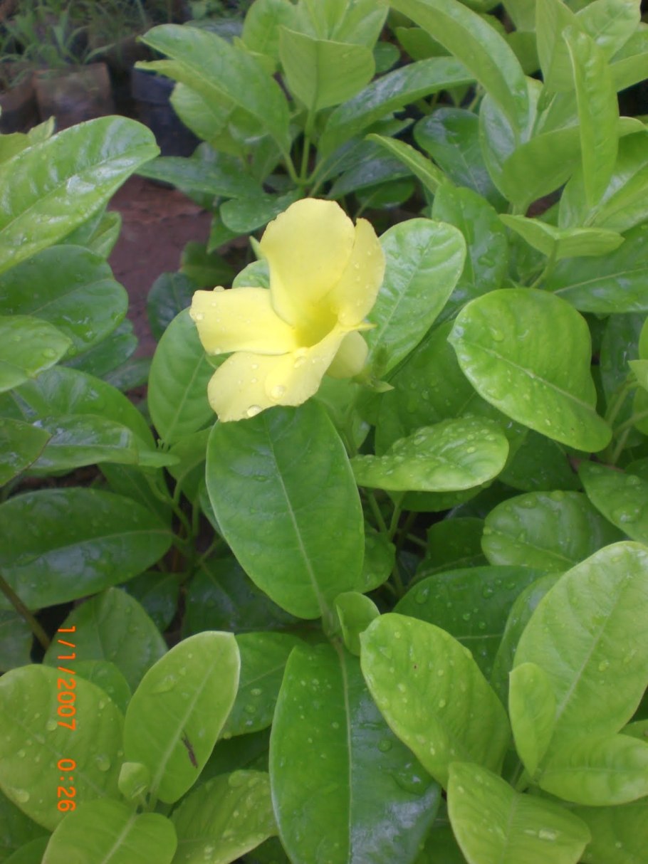 Мандевилла желтая