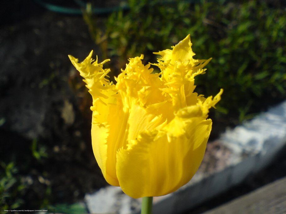 Желтые цветы с резными листиками