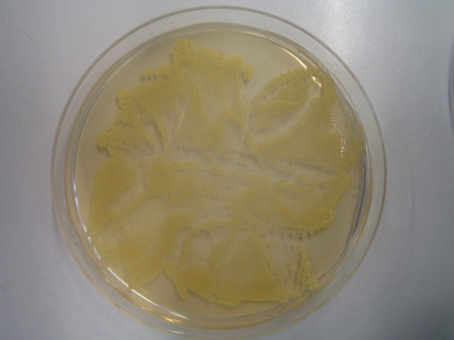 Медицина желтый