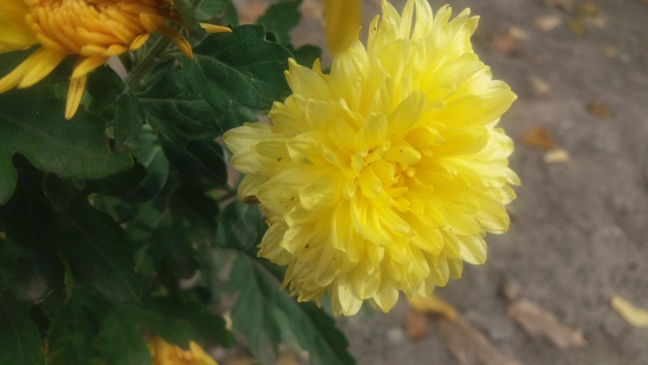 Медицина желтый