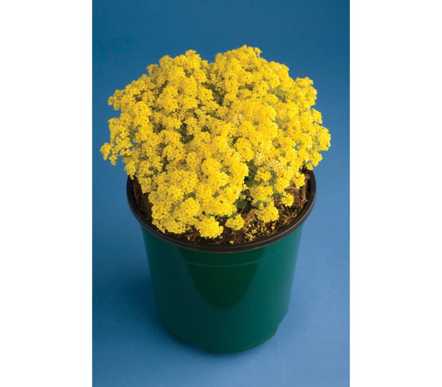 Желтые капсулы