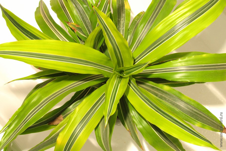 Dracaena marginata Tricolor