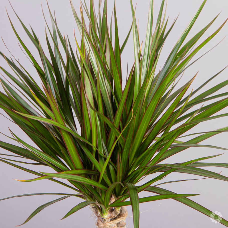 Драцена окаймленная (Dracaena marginata.)
