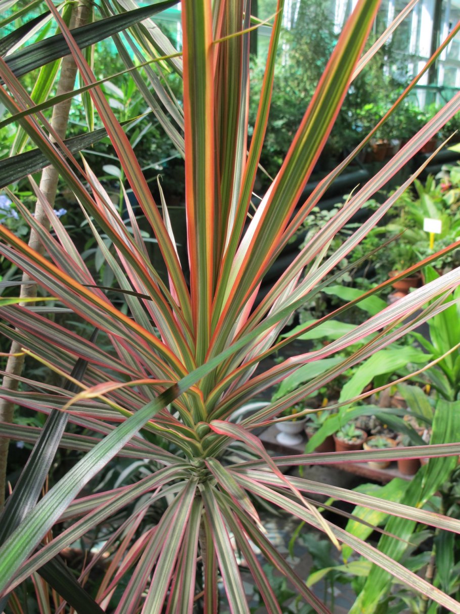 Драцена деремская окаймленная