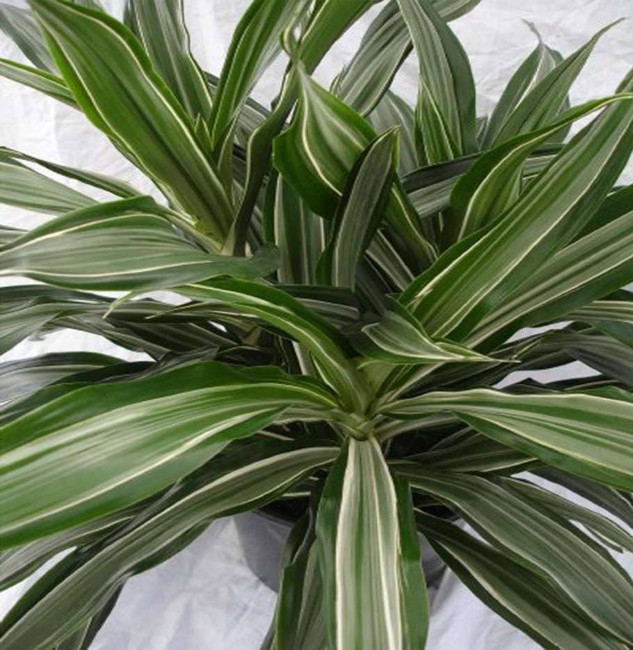 Драцена окаймлённая Маргината