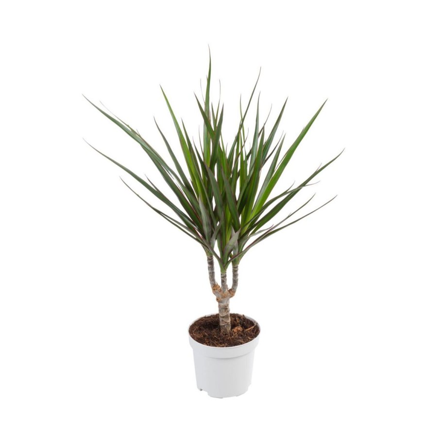 Драцена окаймлённая Маргината