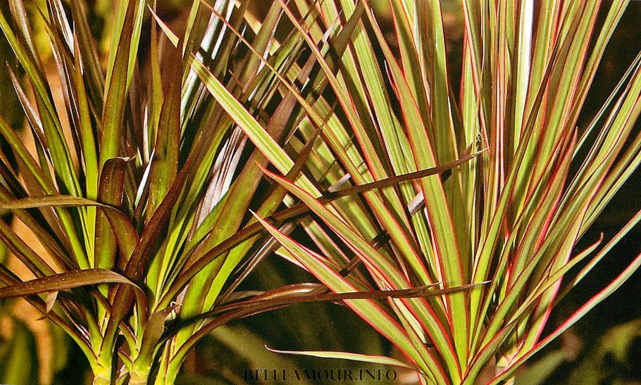 Драцена окаймлённая Маргината