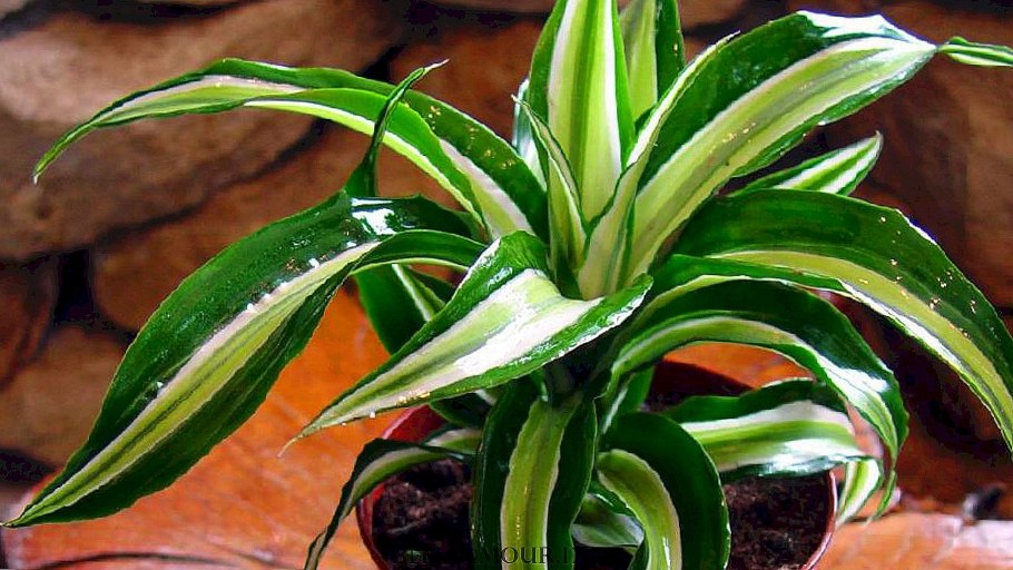 Драцена отогнутая деремская