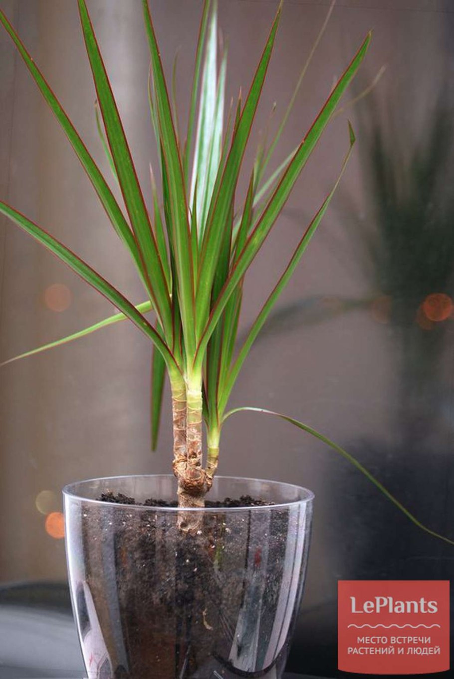 Маргината драцена