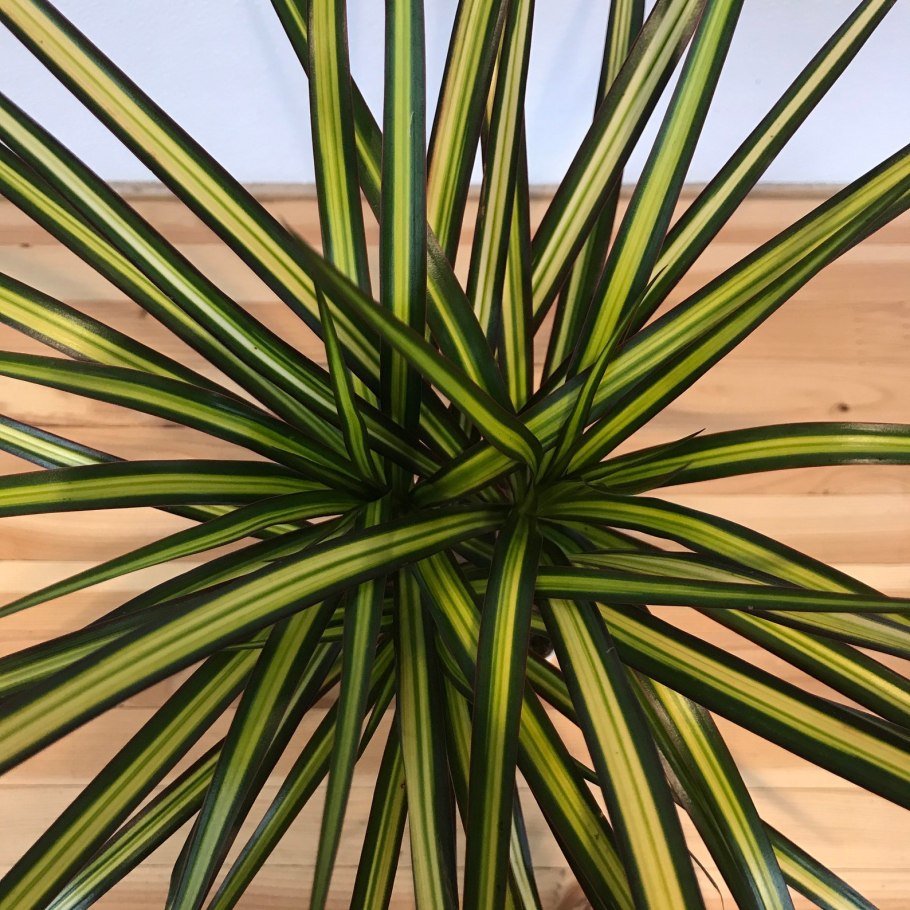 Драцена Рикки