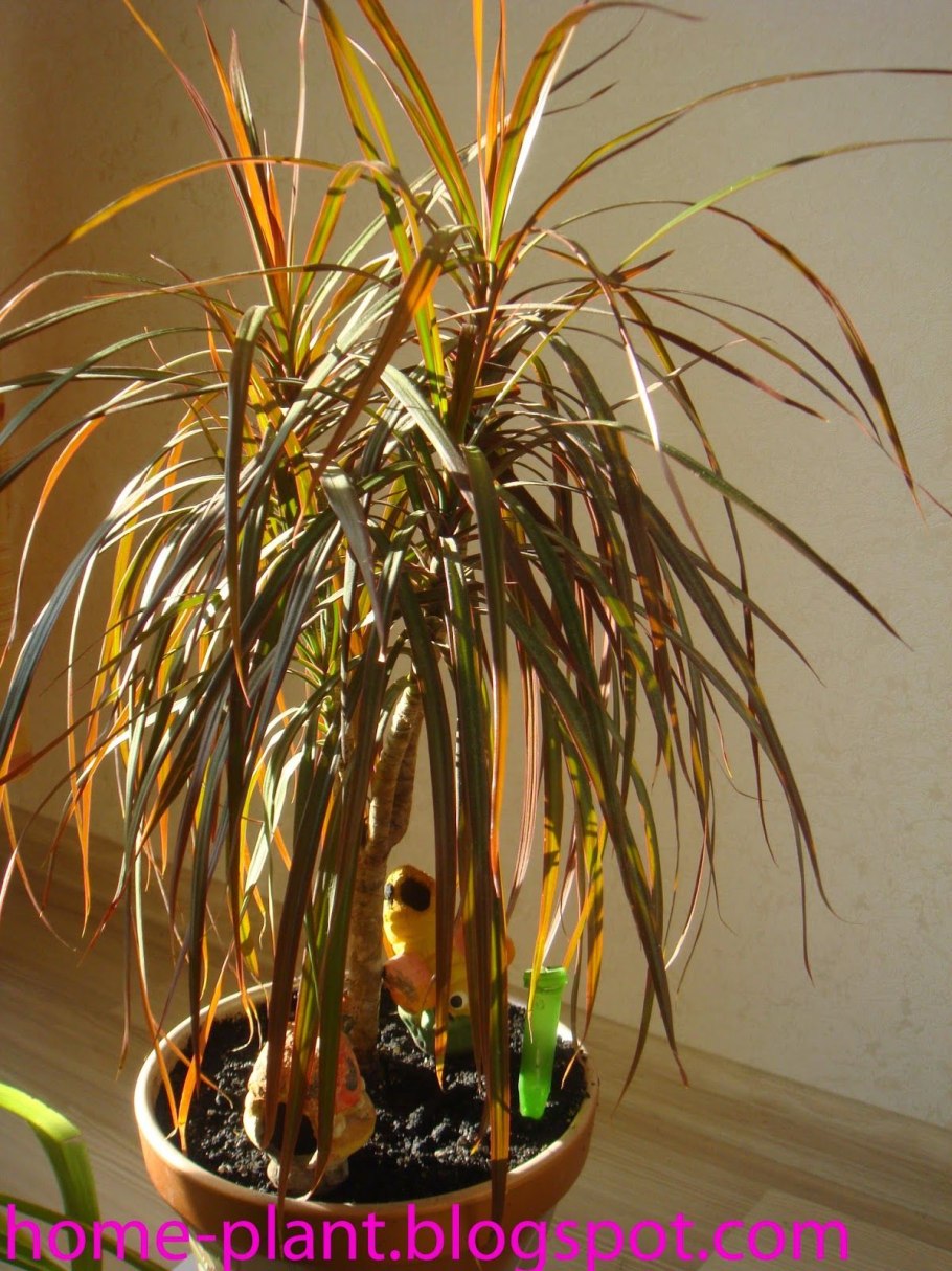 Маргината драцена