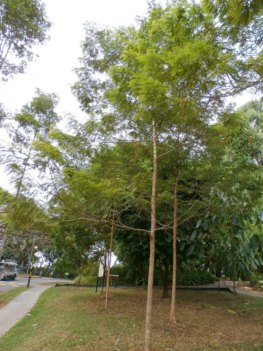 Koompassia malaccensis