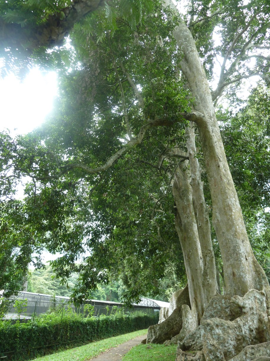 Одомашненные растения в Малаккском полуострове