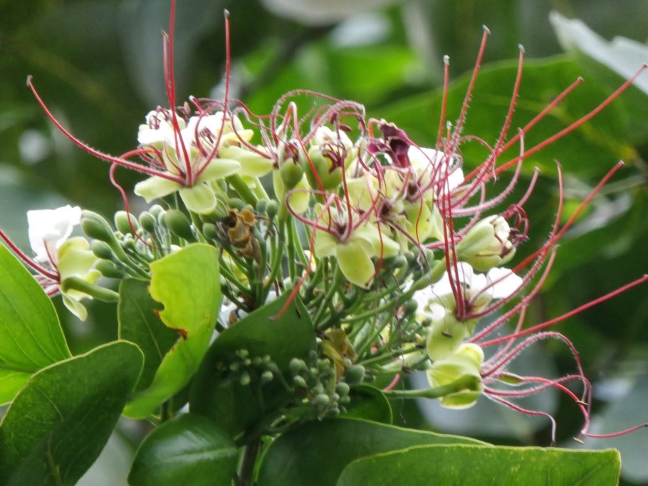 Кемпас дерево порода