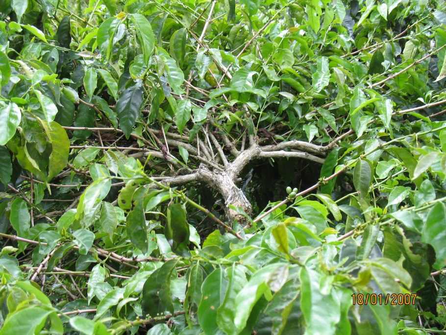 Влажные тропические леса Атсинананы на карте