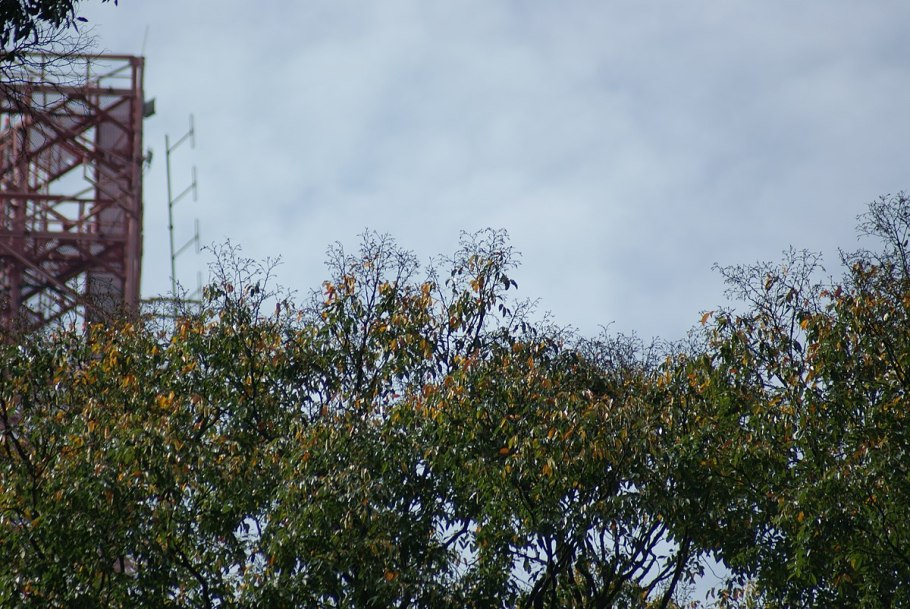 Бразильский орех бертолетия