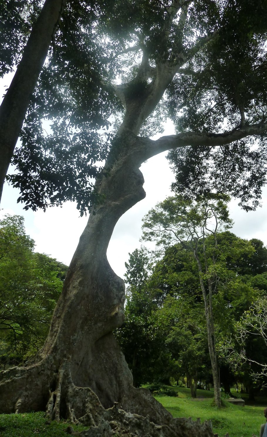 Koompassia malaccensis