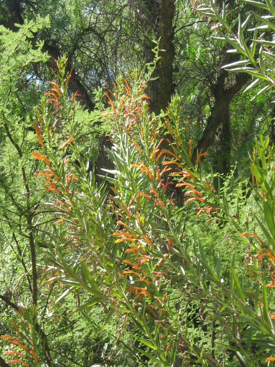 Chasmanthe floribunda