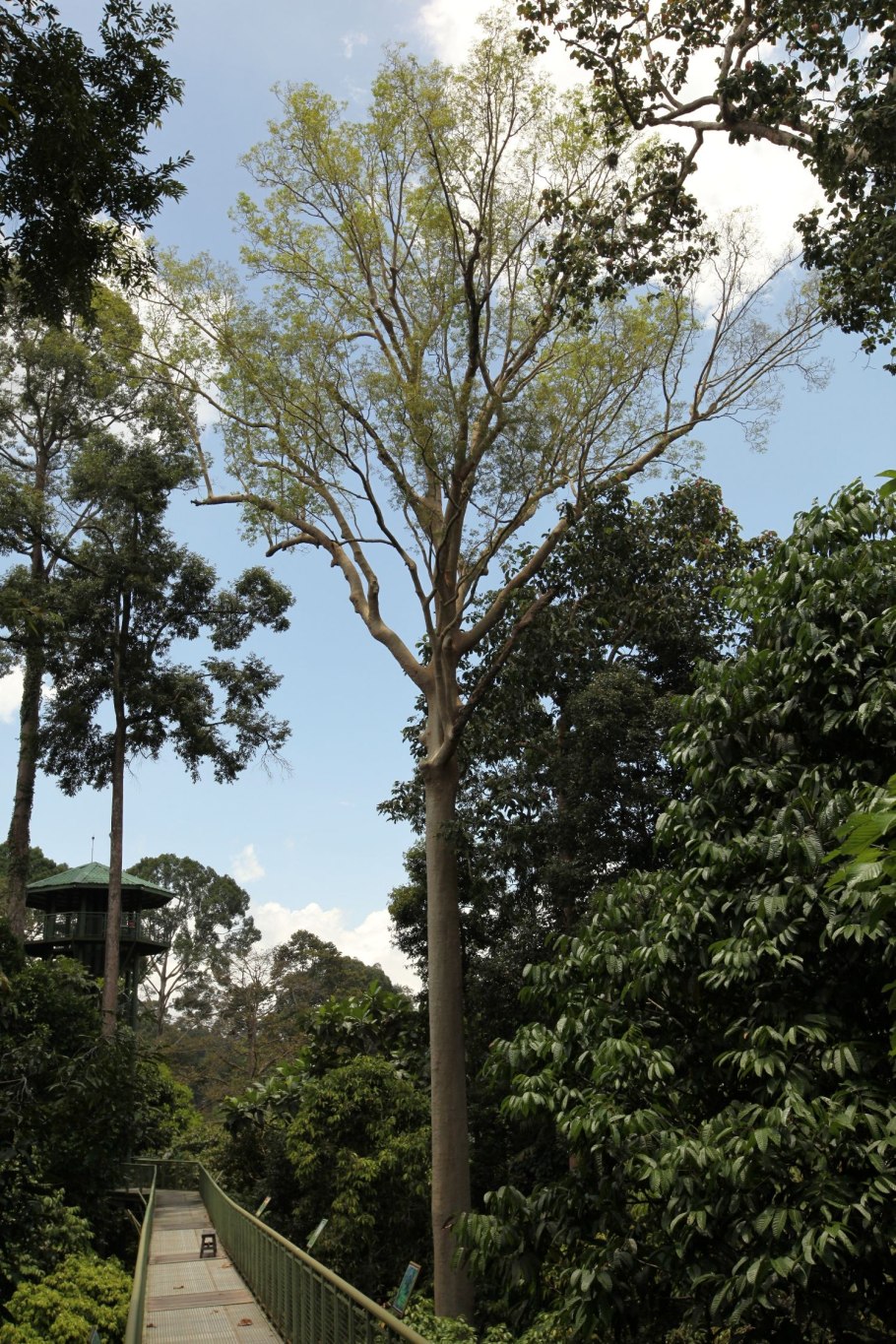 Компассия малаккская