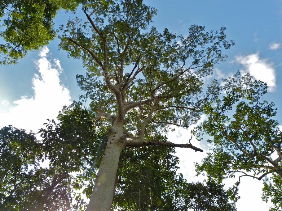 Дерево Компассия малаккская