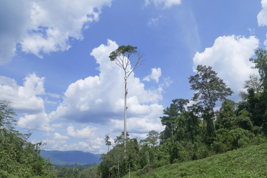 Красный Ангелим (Dinizia Excelsa)