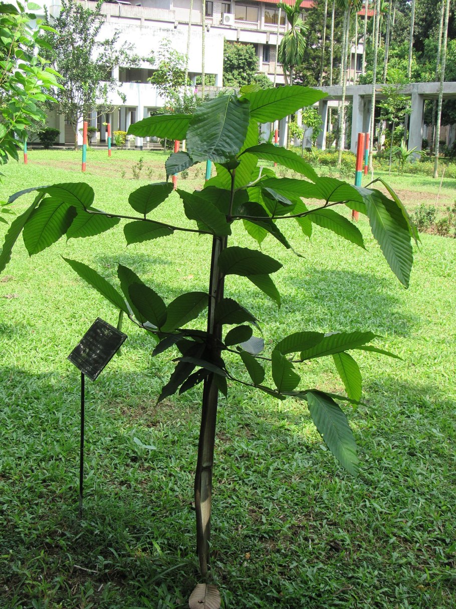 Dipterocarpus turbinatus