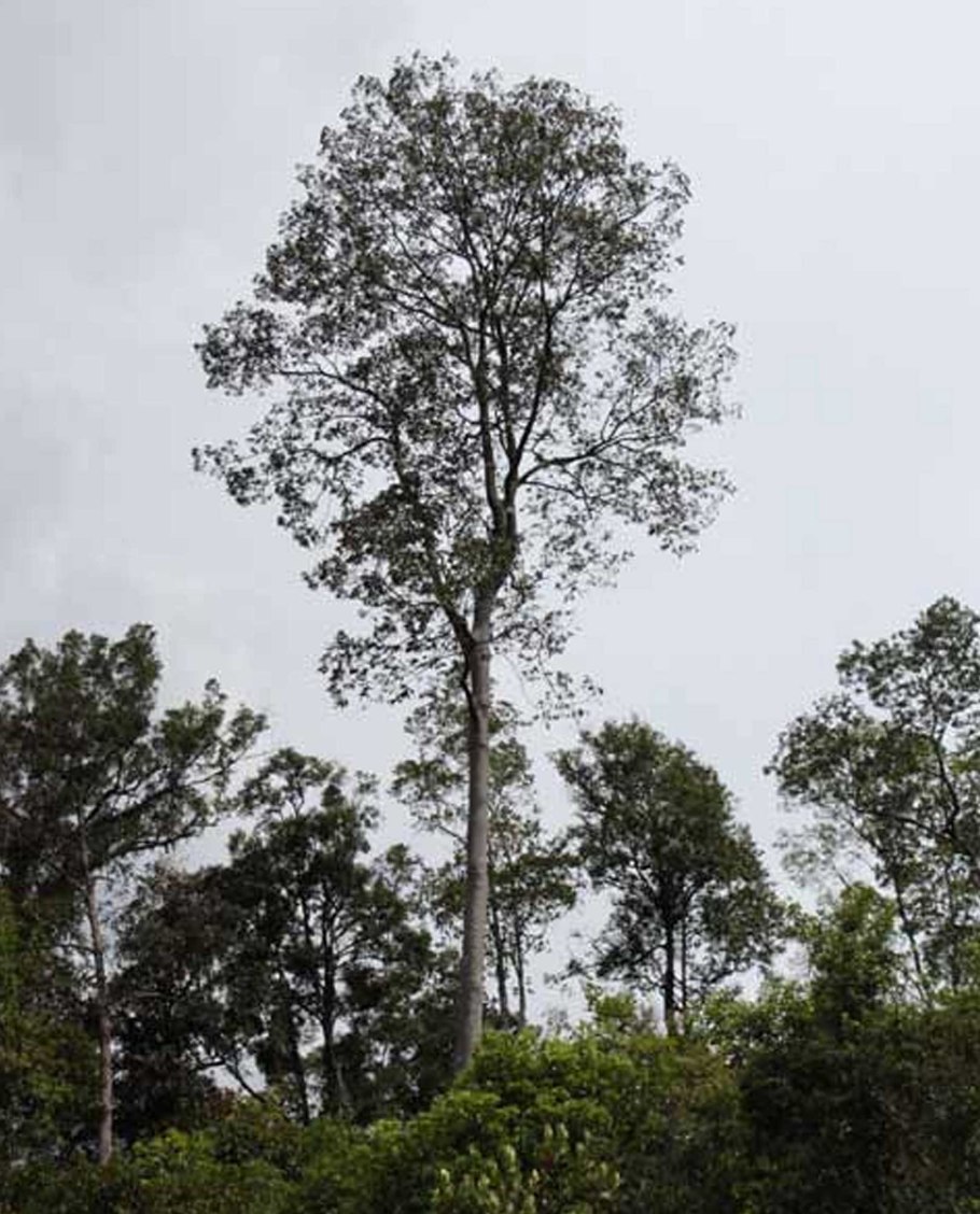 Tallest Tropical Trees of the World, the Tualang